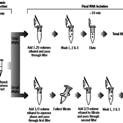 mirvana mirna isolation kit protocol